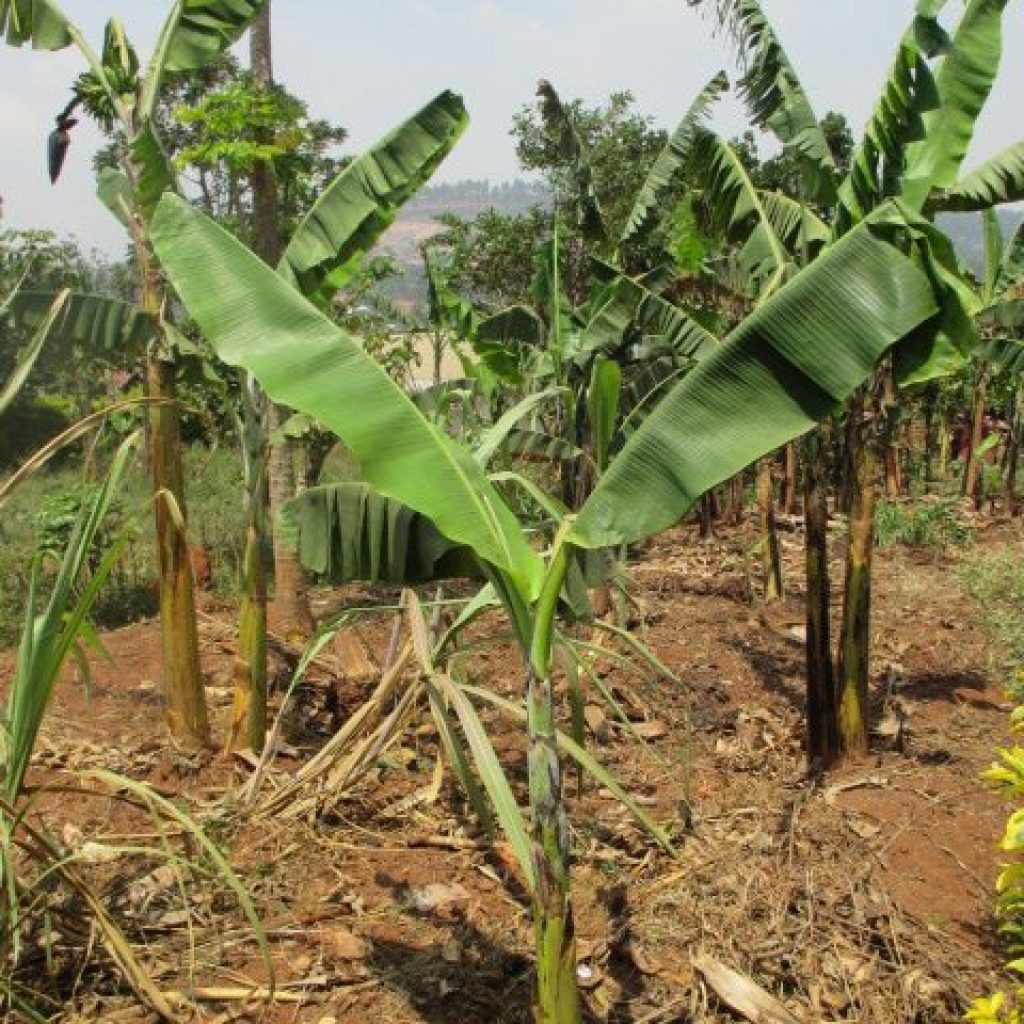 patricia campos te para combatir hambre 9